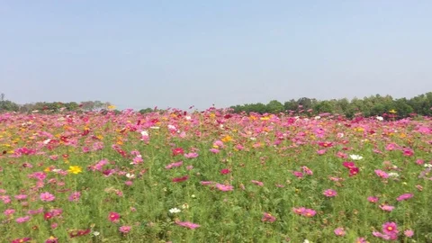 Cosmos flowers field 스톡 동영상 78674150