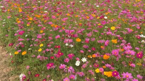 Cosmos flowers field 스톡 동영상 78674418