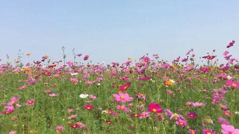 Cosmos flowers field 스톡 동영상 78674754