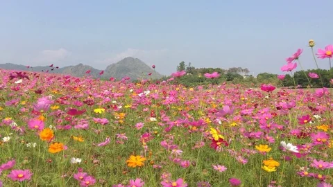 Cosmos flowers field 스톡 동영상 78674770