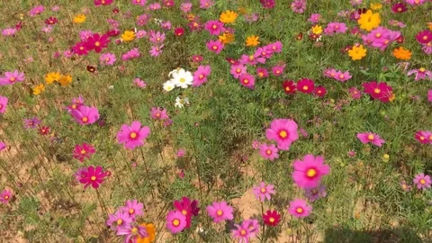 Cosmos flowers field 스톡 동영상 78674908