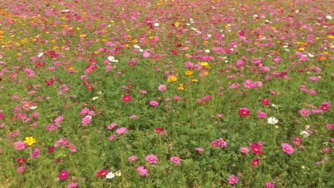 Cosmos flowers field 스톡 동영상 78675165