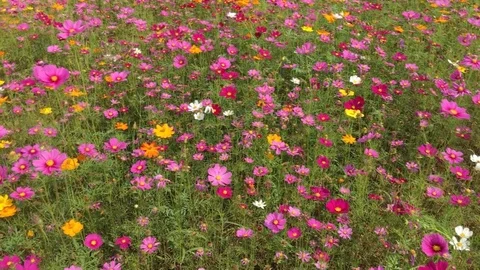 Cosmos flowers field 스톡 동영상 78675247