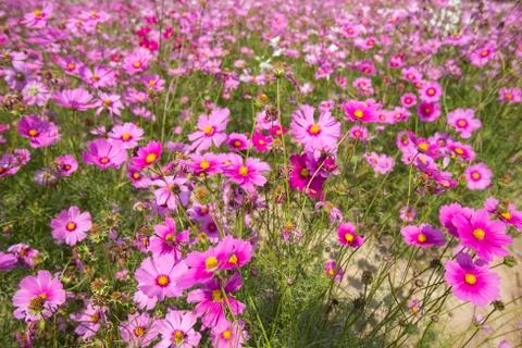 Cosmos flowers fields Stock Photos