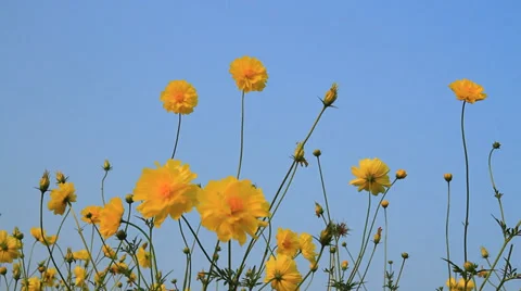 The Cosmos Flowers Stock Footage 31551035