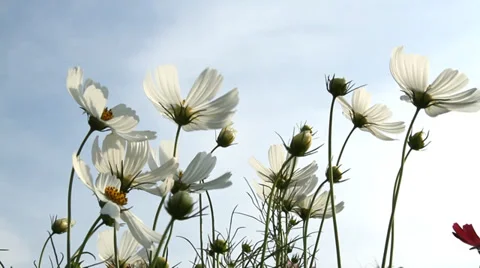 Cosmos flowers Stock Footage 37258495