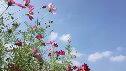 Cosmos flowers Stock Footage 95792157