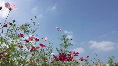 Cosmos flowers Stock Footage 95792222