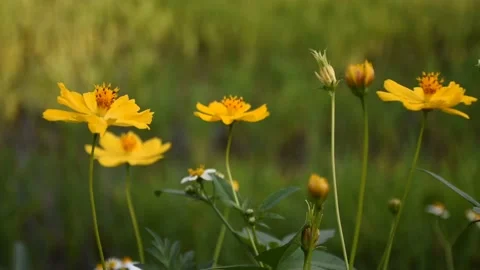 Cosmos flowers Stock Footage 132280516