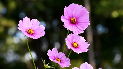 Cosmos Flowers Stockbeeldmateriaal 211172990