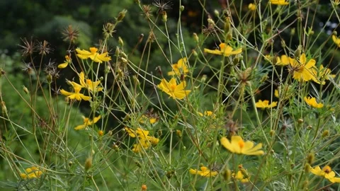Cosmos Flowers Stock Footage 237155911