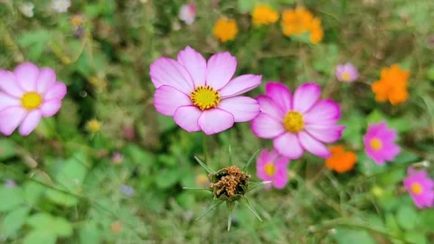 Cosmos flowers Video stock 273014338