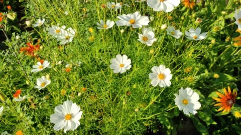 Cosmos flowers Stockbeeldmateriaal 339977495
