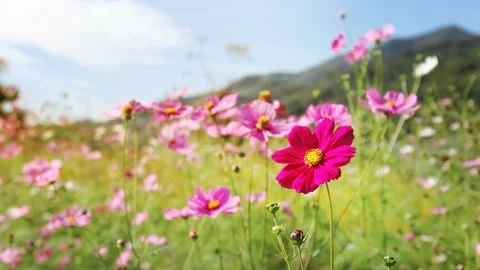 Cosmos flowers, mountain background Stock Footage 226904405