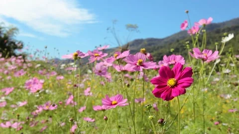 Cosmos flowers, mountain background Stock Footage 226904409