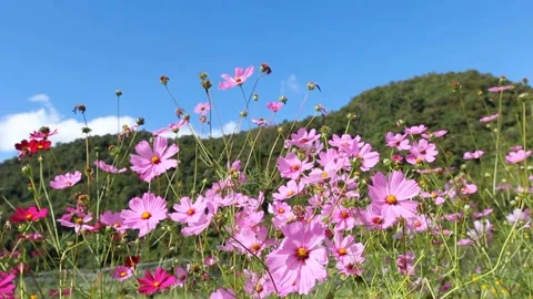 Cosmos flowers, mountain background Stock Footage 226904413