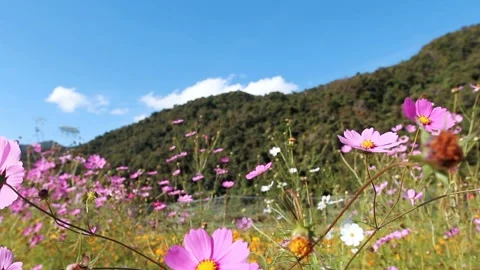 Cosmos flowers, mountain background Stock Footage 226904415