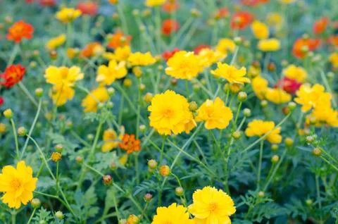 Cosmos flowers Foto stock