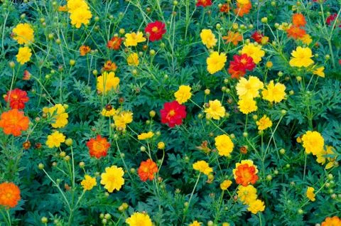 Cosmos flowers Stock Photos