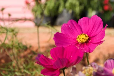 Cosmos flowers Stock Photos