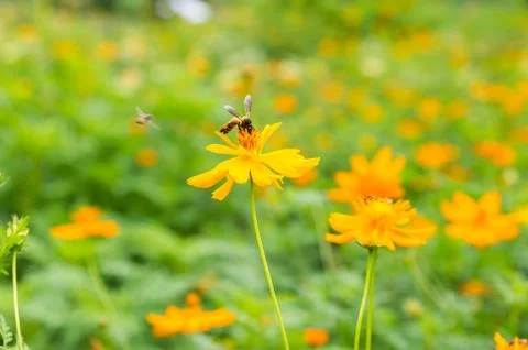 Cosmos flowers Stock Photos