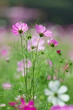 Cosmos flowers Stock Photos