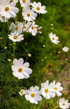 Cosmos flowers Stock Photos