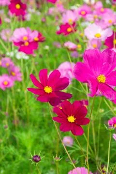 Cosmos flowers 스톡 사진