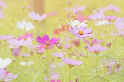 Cosmos flowers Stock Photos