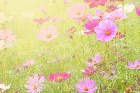 Cosmos flowers Stock Photos