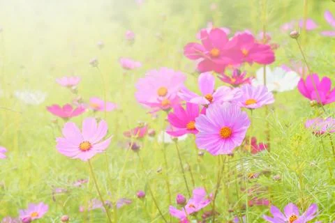 Cosmos flowers Stock Photos