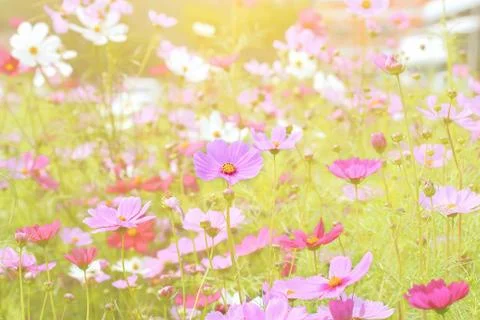Cosmos flowers Stock Photos