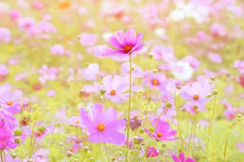 Cosmos flowers Stock Photos