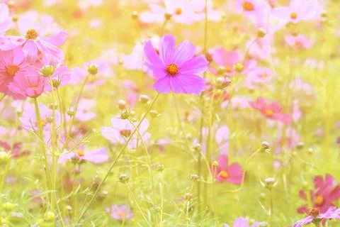 Cosmos flowers Stock Photos