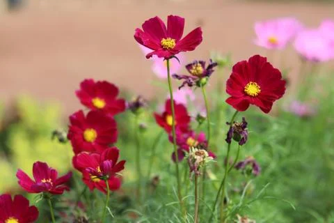 Cosmos flowers Stock Photos