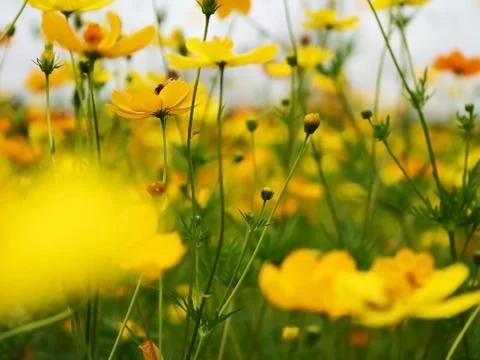 Cosmos flowers Stock Photos