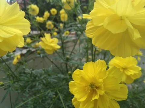 Cosmos flowers Stock Photos
