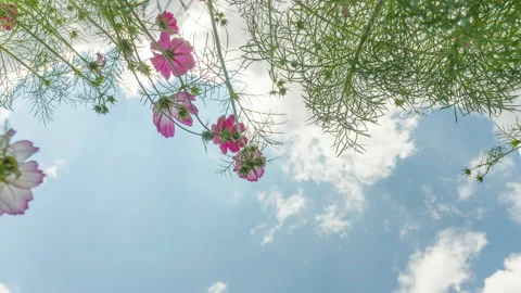 Cosmos flowers on sky background. Bottom view timelapse. Stock Footage 313490097