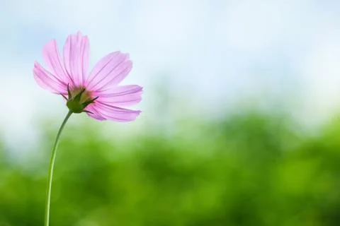 Cosmos flowers on spring background Stock Photos