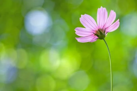 Cosmos flowers on spring background Stock Photos