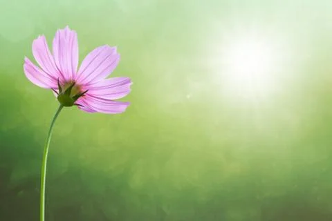 Cosmos flowers on spring background Stock Photos