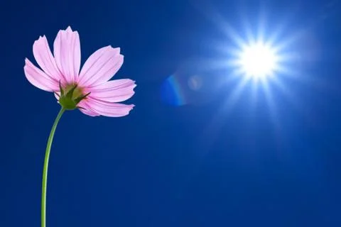 Cosmos flowers on spring background Stock Photos