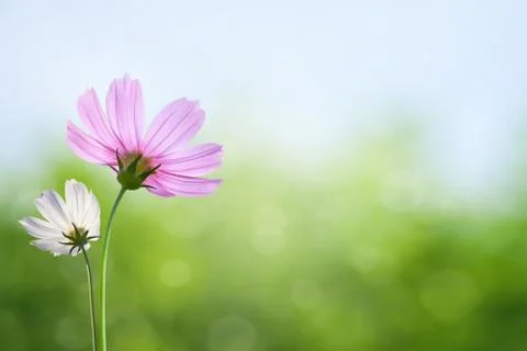 Cosmos flowers on spring background Stock Photos