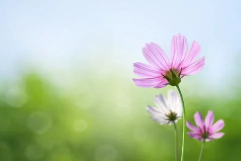 Cosmos flowers on spring background Stock Photos