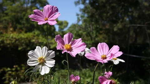 Cosmos flowers in summer Stock Footage 1001339