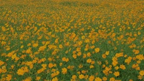 Cosmos flowers swaying in the wind Stock Footage 274054228