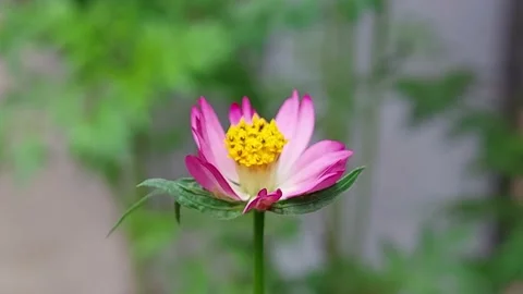Cosmos flowers in the yard Stock-Footage 232440901