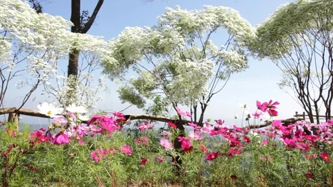 Cosmos Stock Footage 87104124