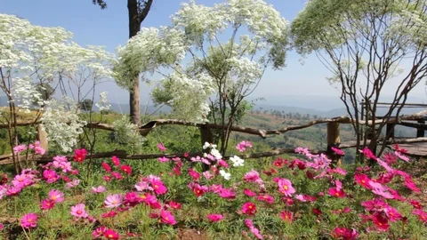 Cosmos Stock Footage 87104126