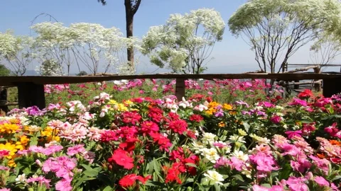 Cosmos Stock Footage 87104191